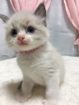 ラグドール【茨城県・男の子・2021年5月8日・ブルーポイントバイカラー】の写真「【7/4見学有】キラキラお目目にきゅんっ」