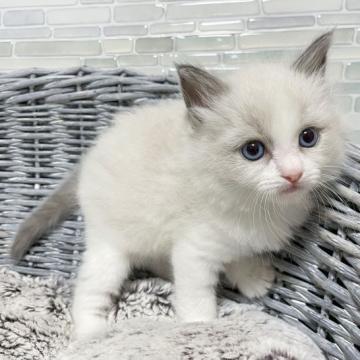 ラグドール【茨城県・男の子・2022年9月15日・ブルーポイントバイカラー】の写真「可愛すぎて危うく口に入れる所でした(*´艸`)」