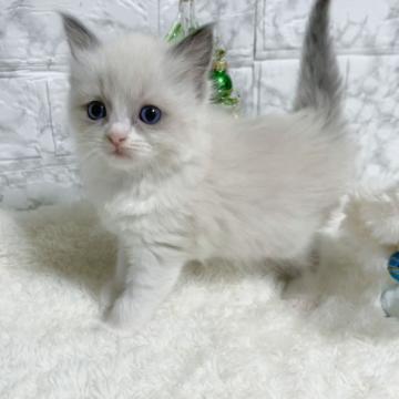 ラグドール【茨城県・女の子・2022年11月10日・ブルーポイントバイカラー】の写真「クリスマスツリーより輝いてるでしょ🌟」