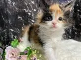 メインクーン【茨城県・女の子・2023年1月29日・キャリコ】の写真2