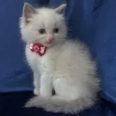 ラグドール【茨城県・女の子・2024年2月2日・ブルーポイントバイカラー】の写真5