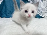 ラグドール【茨城県・男の子・2022年4月25日・ブルーポイントバイカラー】の写真5