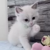 ラグドール【茨城県・女の子・2025年10月6日・ブルーポイントバイカラー】の写真10