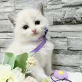 ラグドール【茨城県・女の子・2025年7月19日・ブルーポイントバイカラー】の写真10