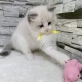 ラグドール【茨城県・女の子・2025年7月15日・ブルーポイントバイカラー】の写真11