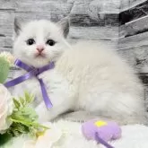 ラグドール【茨城県・女の子・2025年7月19日・ブルーポイントバイカラー】の写真11