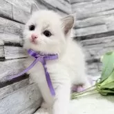 ラグドール【茨城県・女の子・2025年7月19日・ブルーポイントバイカラー】の写真12