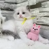 ラグドール【茨城県・女の子・2025年7月15日・ブルーポイントバイカラー】の写真12