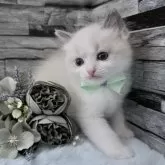 ラグドール【茨城県・男の子・2025年10月6日・ブルーポイントバイカラー】の写真13