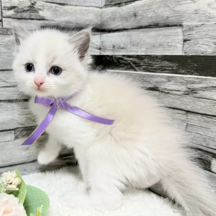 まゆ様♥️ねこちゃん＆ブラックトルマリン・ハーキマー苺ちゃん・ブルトパ天然石 まゆ様♥️ねこちゃん＆ブラックトルマリン・ハーキマー苺ちゃん