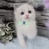 ラグドール【茨城県・男の子・2025年10月6日・ブルーポイントバイカラー】の写真14