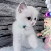 ラグドール【茨城県・女の子・2025年10月6日・ブルーポイントバイカラー】の写真15