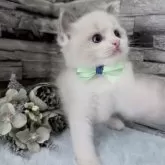 ラグドール【茨城県・男の子・2025年10月6日・ブルーポイントバイカラー】の写真15