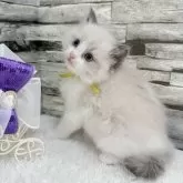 ラグドール【茨城県・女の子・2025年7月15日・ブルーポイントバイカラー】の写真15