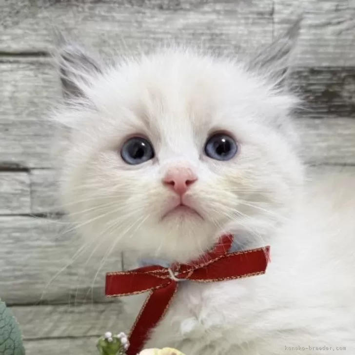 ID：2509-00608の子猫