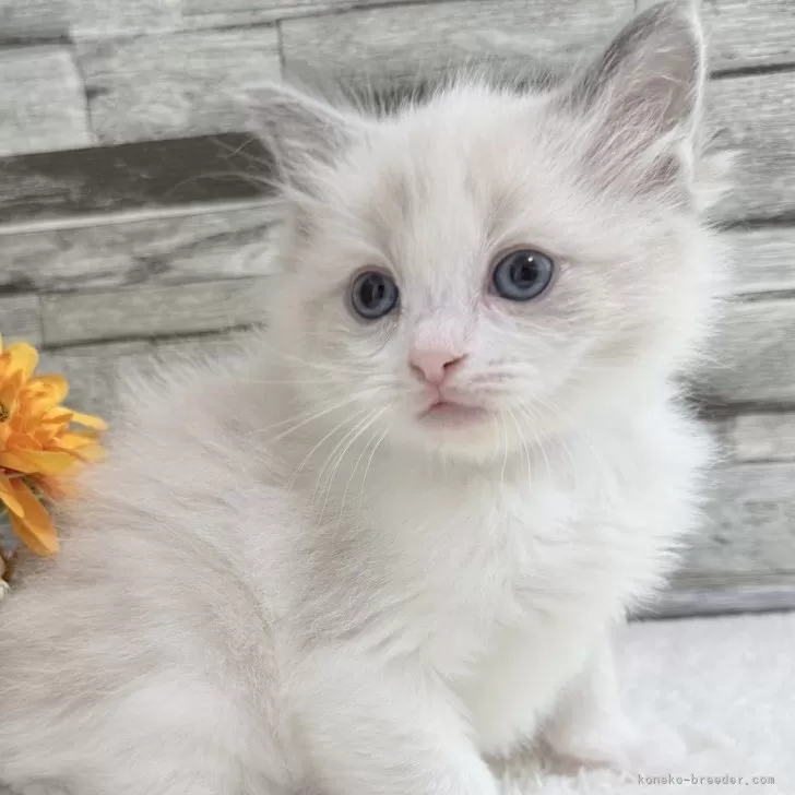 ID：2508-00944の子猫