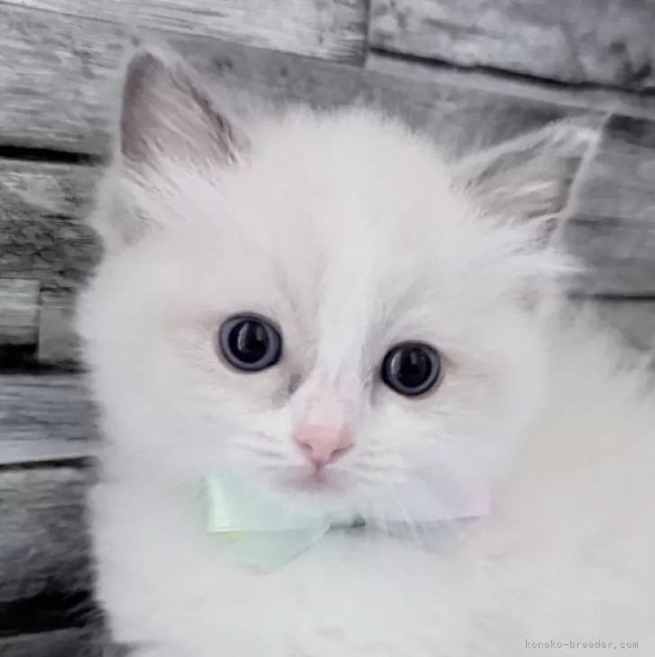 ID：2511-01431の子猫