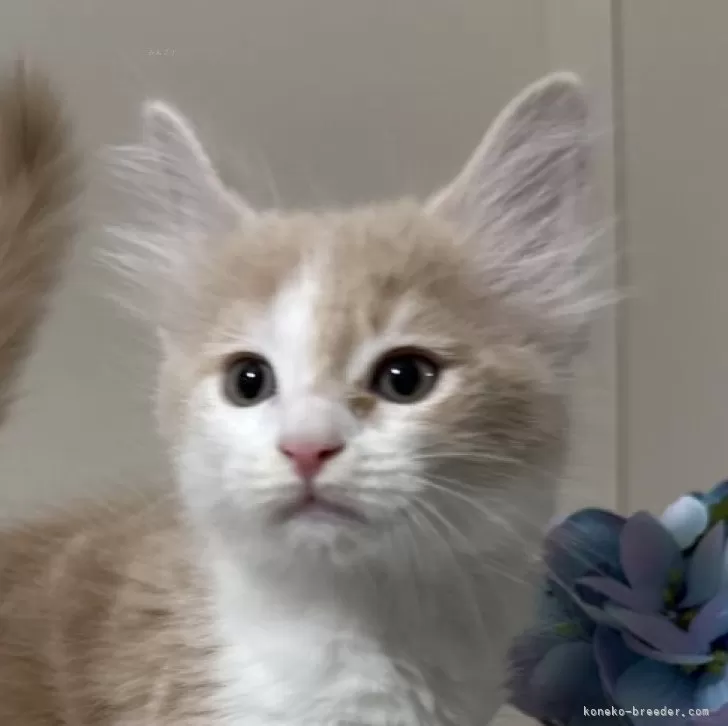 ID：2509-00924の子猫