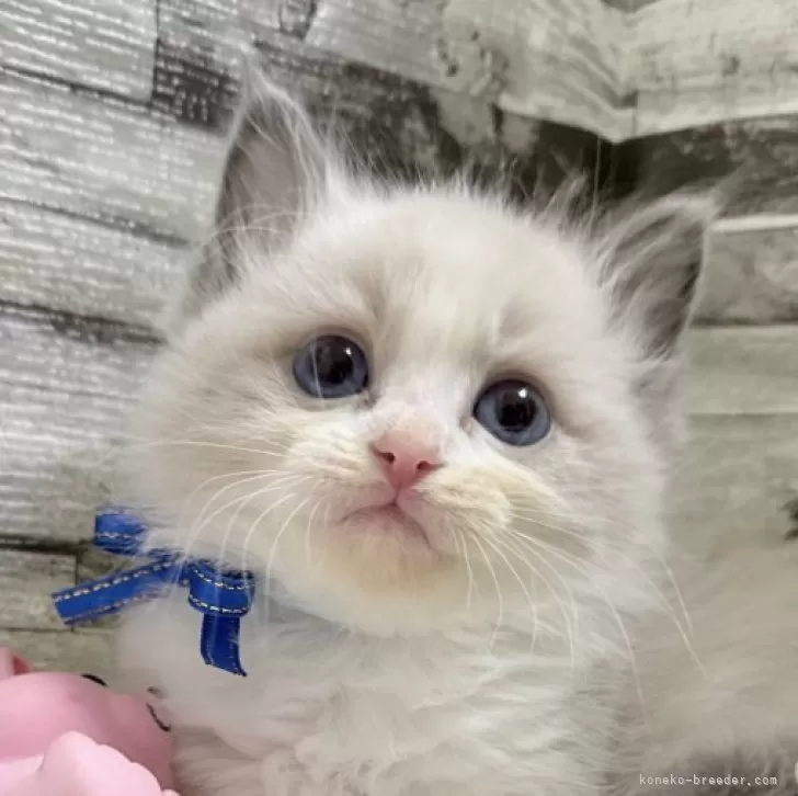 ID:2509-00609の子猫