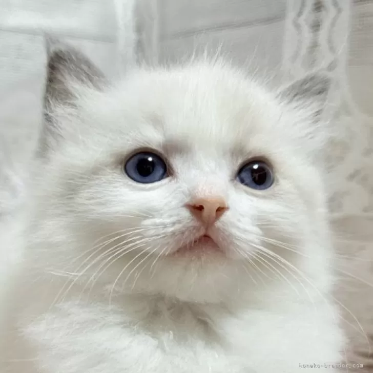 ID:2412-00226の子猫