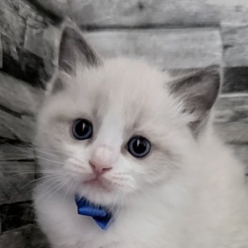 ラグドール【茨城県・男の子・2025年10月6日・ブルーポイントバイカラー】の写真「みんなの視線を奪うキュートさ！」