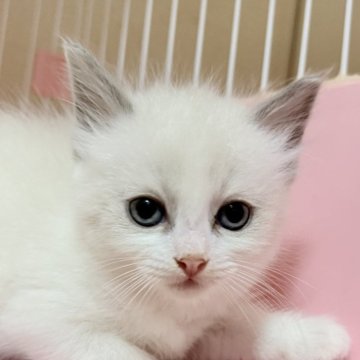 ラグドール【茨城県・女の子・2025年7月19日・ブルーポイントバイカラー】の写真「ふわもこ毛並みに癒される」