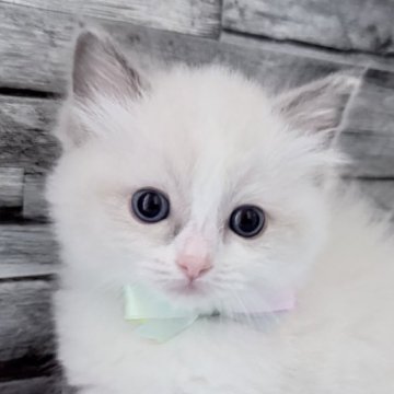 ラグドール【茨城県・女の子・2025年10月6日・ブルーポイントバイカラー】の写真「ふわもこラブリー度MAXです！」