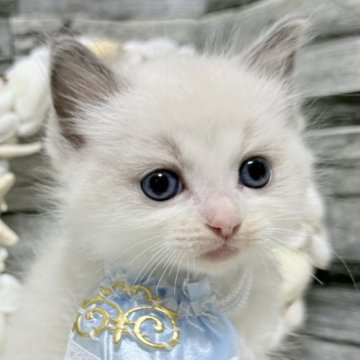 ラグドール【茨城県・男の子・2025年6月5日・ブルーポイントバイカラー】の写真「ドレス姿で撮影会デビュー✨」
