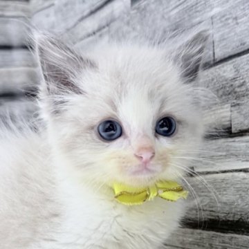 ラグドール【茨城県・男の子・2025年9月29日・ブルーポイントバイカラー】の写真「見た瞬間キュン！元気100％子猫」