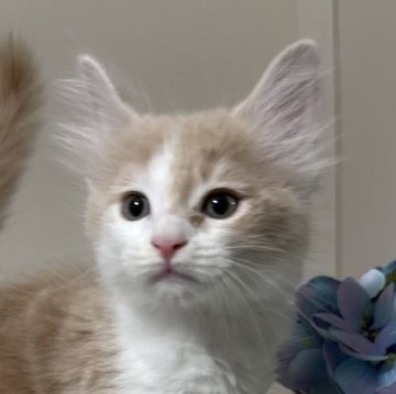 メインクーン【茨城県・男の子・2025年7月5日・クリーム&ホワイト】の写真「可愛いボクちゃん」