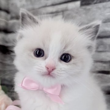 ラグドール【茨城県・女の子・2025年10月6日・ブルーポイントバイカラー】の写真「ときめき止まらない天使👼」