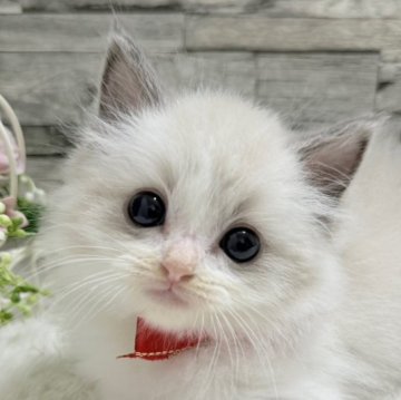 ラグドール【茨城県・女の子・2025年9月29日・ブルーポイントバイカラー】の写真「ちゅるんお目目の小さなプリンセス💖」