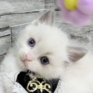 ラグドール【茨城県・男の子・2025年6月5日・ブルーポイントバイカラー】の写真「黒ドレスで魅せる王子の風格✨」