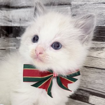 ラグドール【茨城県・男の子・2025年10月7日・ブルーポイントバイカラー】の写真「キュルルン瞳のハッピーアイドル♪」