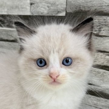 ラグドール【茨城県・男の子・2025年4月21日・シールポイントバイカラー】の写真「しっぽの先のホワイトがチャームポイント🫶🏻」