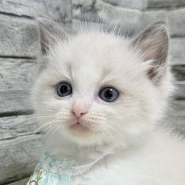 ラグドール【茨城県・男の子・2025年6月5日・ブルーポイントバイカラー】の写真「透き通る瞳にきゅん♡爽やか王子」