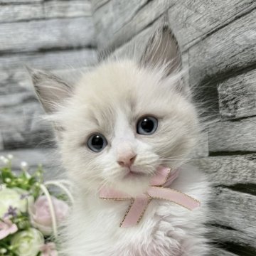 ラグドール【茨城県・女の子・2025年6月25日・ブルーポイントバイカラー】の写真「ハートを盗む！ブルーアイ怪盗🎩💎」