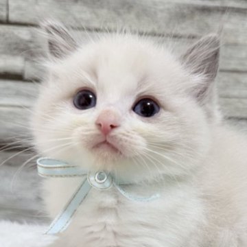 ラグドール【茨城県・男の子・2025年7月24日・ブルーポイントバイカラー】の写真「青い瞳が澄んだ空のように輝く男の子」