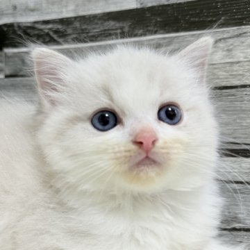 ラグドール【茨城県・女の子・2025年4月21日・ブルーリンクスポイントバイカラー】の写真「もふもふを吸い込みたい☺️🫶🏻」