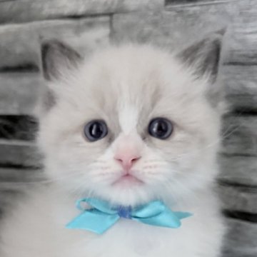 ラグドール【茨城県・男の子・2025年10月6日・ブルーポイントバイカラー】の写真「ラブリー度120％の癒しボーイ」