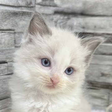 ラグドール【茨城県・男の子・2025年6月25日・ブルーポイントバイカラー】の写真「ふわもこ革命！癒やしの最終兵器」