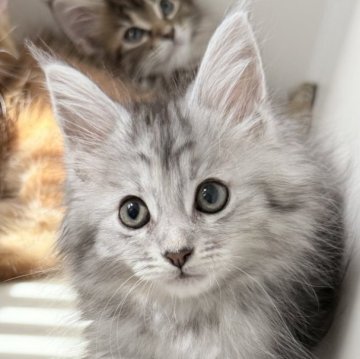 メインクーン【茨城県・女の子・2025年7月24日・ブルートーティ】の写真「可愛いあたち」