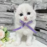 ラグドール【茨城県・女の子・2025年7月19日・ブルーポイントバイカラー】の写真2