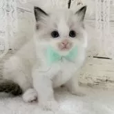 ラグドール【茨城県・男の子・2026年2月23日・シールポイントバイカラー】の写真3