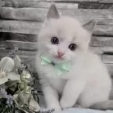 ラグドール【茨城県・男の子・2025年10月6日・ブルーポイントバイカラー】の写真3