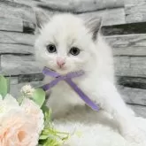 ラグドール【茨城県・女の子・2025年7月19日・ブルーポイントバイカラー】の写真3