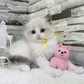 ラグドール【茨城県・女の子・2025年7月15日・ブルーポイントバイカラー】の写真4