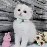 ラグドール【茨城県・女の子・2025年10月6日・ブルーポイントバイカラー】の写真4