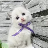 ラグドール【茨城県・女の子・2025年7月19日・ブルーポイントバイカラー】の写真4