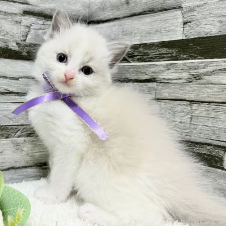 まゆ様♥️ねこちゃん＆ブラックトルマリン・ハーキマー苺ちゃん